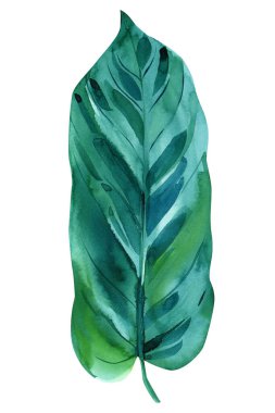 Egzotik yaprak. İzole edilmiş beyaz arkaplanda botanik resim suluboya çizimi