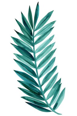 Beyaz arka planda suluboya Palm Leaf. soyut resim çizimi