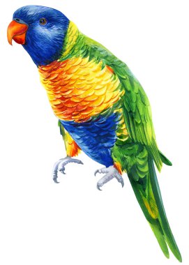 Avustralya kuşu. Papağan, soyutlanmış beyaz arka plan, suluboya resim. Gökkuşağı Lorikeet 