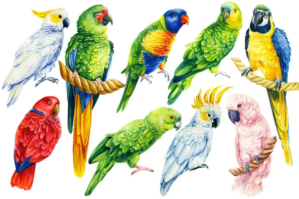 Zestaw papug, ptaki na odizolowanym białym tle, ilustracja akwarela, rysunek dłoni — Zdjęcie stockowe