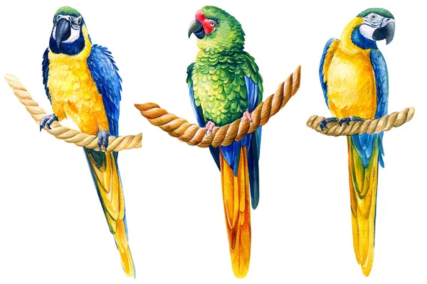 Papagaios arara, pássaros em um fundo branco isolado, ilustração aquarela, desenho da mão — Fotografia de Stock