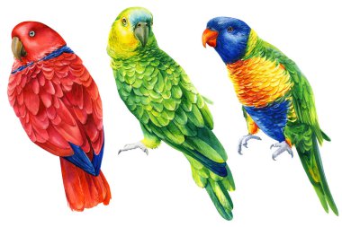 Papağanlar, izole edilmiş beyaz arka plan, suluboya resimler, tropikal kuşlar posteri.