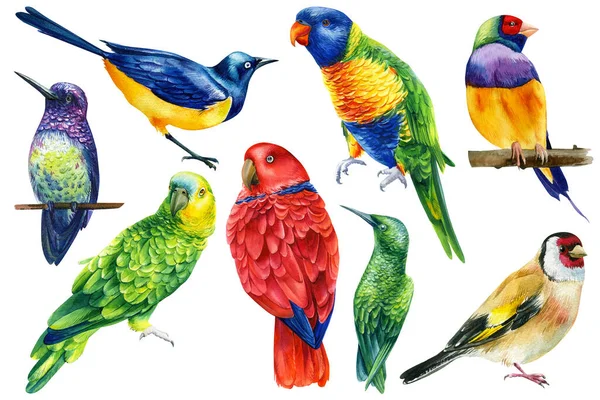 Die Tierwelt Australiens. Amadeus, Regenbogenlorikeet, Star, Kolibri, Papagei und Stieglitz. Set von Aquarellvögeln — Stockfoto