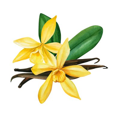 İzole edilmiş beyaz arkaplanda vanilya, suluboya resimleme
