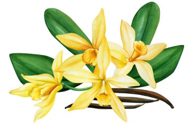 İzole edilmiş beyaz arkaplanda vanilya çiçekleri, suluboya çizimi