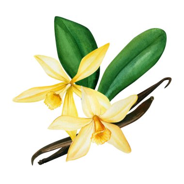 İzole edilmiş beyaz arka planda vanilya çiçekleri, suluboya el çizimleri, botanik çizimler