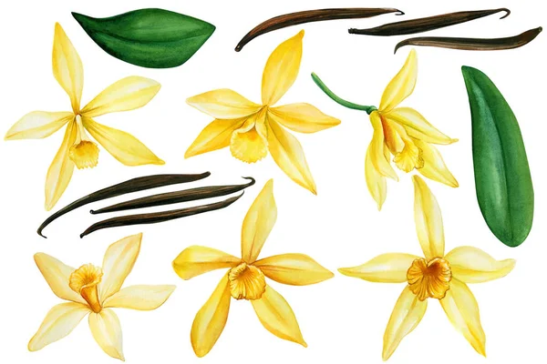 Vanilj på isolerad vit bakgrund, akvarell illustration. Sätta tropiska blommor — Stockfoto