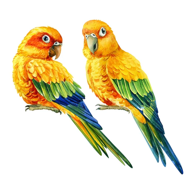 Tow birds, lovebirds parrots on an isolated white background, watercolor illustration, — Stock Photo, Image