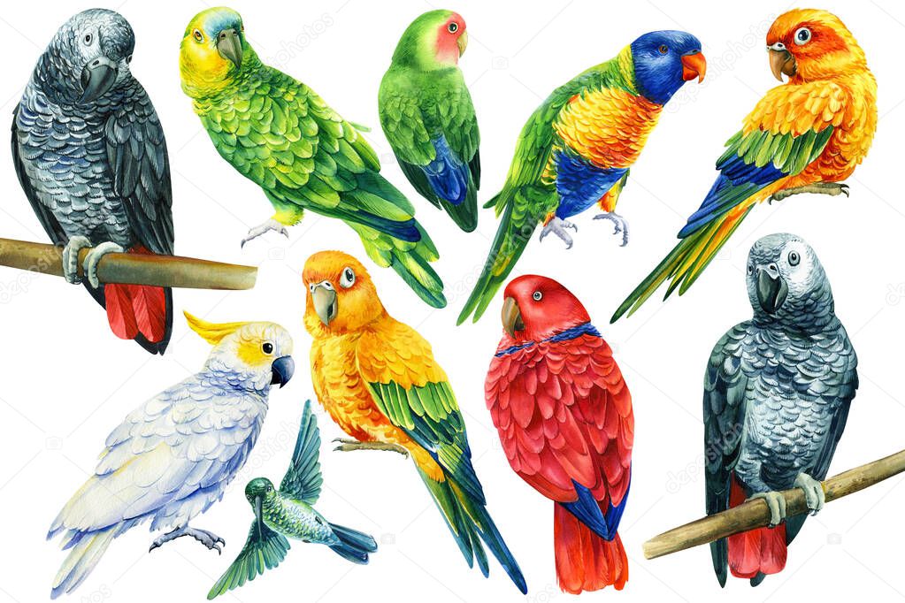 Set of birds, parrots on an isolated white background, watercolor illustration,