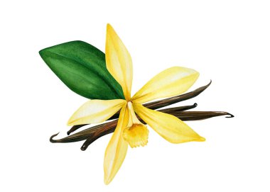 İzole edilmiş beyaz arkaplanda vanilya, suluboya resimleme