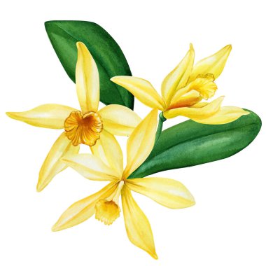 İzole edilmiş beyaz arkaplanda vanilya, suluboya resimleme