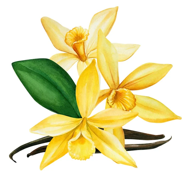 Vanilkové květy na izolovaném bílém pozadí, akvarel ilustrace — Stock fotografie