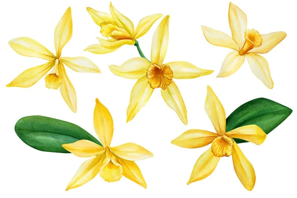 Állítsa be vanília virág, akvarell, kézrajz, botanikai illusztráció — Stock Fotó