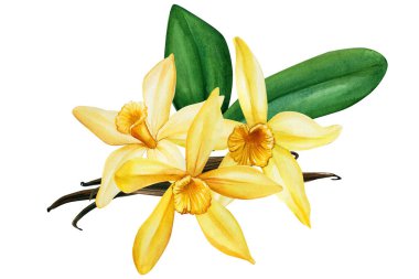 Buket vanilya çiçeği, suluboya, el çizimi, kartpostallı botanik illüstrasyon