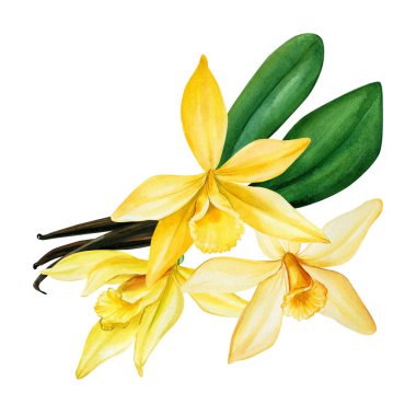 İzole edilmiş beyaz arkaplanda vanilya, suluboya resimleme