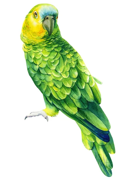 Papagáj, elszigetelt fehér háttér, akvarell rajz, trópusi madár előfizetői — Stock Fotó