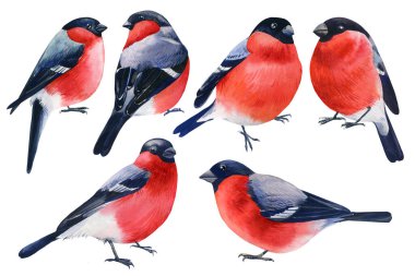 Set of Birds, bullfinches on an isolated white background, watercolor illustration clipart