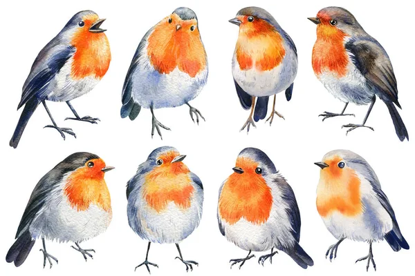 Conjunto de pássaros, robin em um fundo branco isolado, ilustração aquarela — Fotografia de Stock