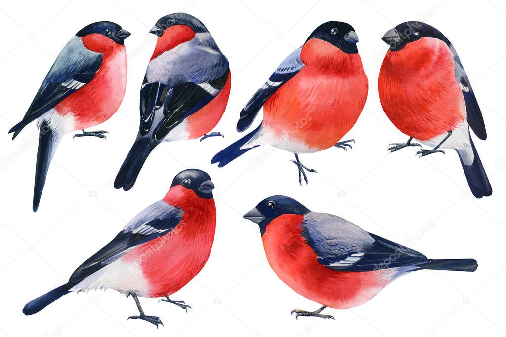 Set of Birds, bullfinches on an isolated white background, watercolor illustration
