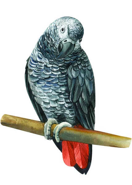 Kakadu szary ptak, papuga na odizolowanym białym tle, akwarela Ilustracja, — Zdjęcie stockowe