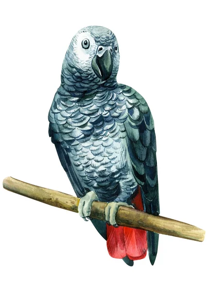 Kakadu szary ptak, papuga na odizolowanym białym tle, akwarela Ilustracja, — Zdjęcie stockowe