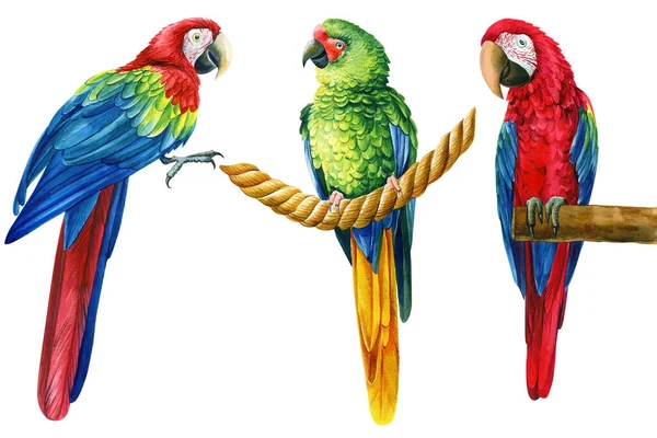 Set pappagalli, uccelli tropicali, isolato sfondo bianco, dipinto a mano acquerello illustrazione — Foto Stock
