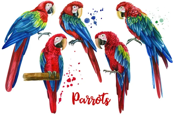 Loros coloridos, guacamayo rojo, aves tropicales, fondo blanco aislado, ilustración de acuarela. diseño de la selva — Foto de Stock