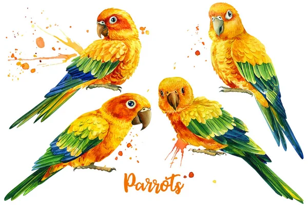 Loros, engastados con brillantes aves tropicales, sobre un fondo blanco aislado, ilustración de acuarela, clipart de tortolitos — Foto de Stock