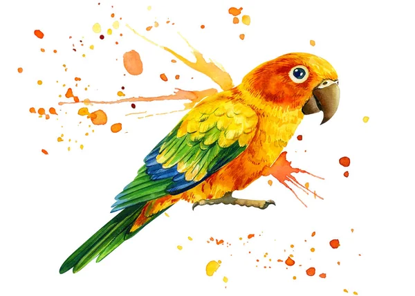 Папуга птаха і фарба бризкається на ізольованому білому тлі, акварельна ілюстрація, малюнок рук — стокове фото