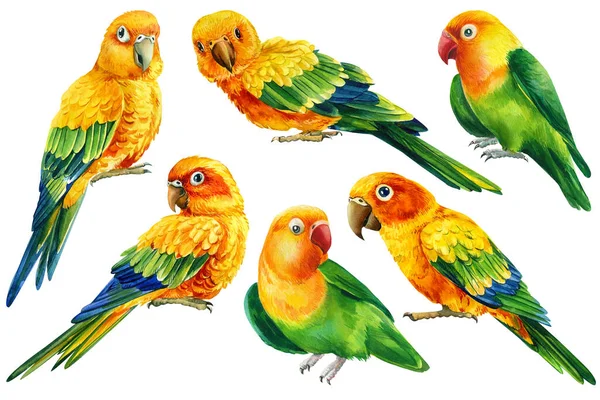 Set Papegaaien, gele tropische vogels, op een geïsoleerde witte achtergrond, aquarel illustratie, tortelduifje tekening — Stockfoto