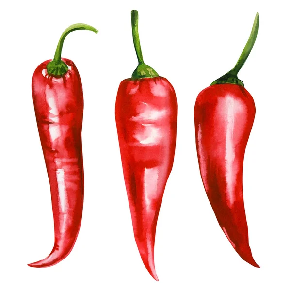 Chilli pepř. červená paprika na izolovaném bílém pozadí, akvarel ilustrace — Stock fotografie