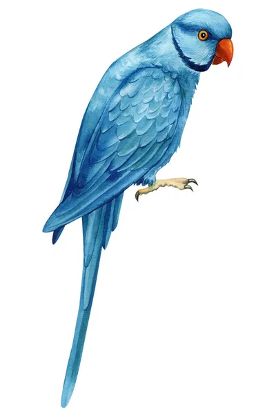 Μπλε ινδική παπαγάλος ringneck παπαγάλος σε απομονωμένο λευκό φόντο, ακουαρέλα εικονογράφηση — Φωτογραφία Αρχείου