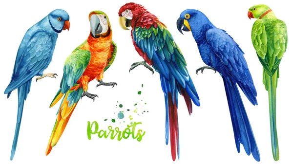 一组孤立的白色背景的鹦鹉，水彩画，丛林设计 — 图库照片