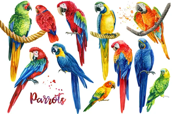 Dibujo realista de guacamayo fotos de stock, imágenes de Dibujo realista de guacamayo sin royalties | Depositphotos Dibujo realista de guacamayo fotos de stock, imágenes de Dibujo realista de guacamayo sin royalties | Depositphotos