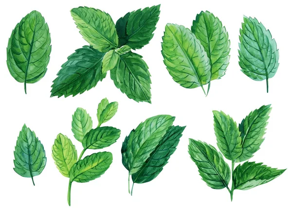 Set di foglie di menta su sfondo bianco isolato, illustrazione ad acquerello, clip art digitale alle erbe — Foto Stock