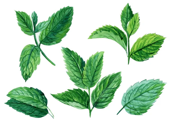 Aquarelle collection menthe. Illustration dessinée à la main des feuilles de menthe fraîche isolées fond blanc — Photo