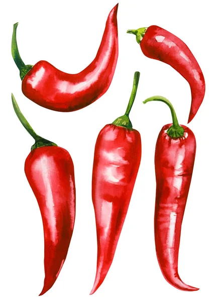 Chilli pepř na izolovaném bílém pozadí, červená paprika ručně kreslené akvarel ilustrace — Stock fotografie
