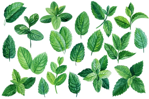 Conjunto de folhas de hortelã em fundo branco isolado, ilustração aquarela, hortelã-pimenta e hortelã — Fotografia de Stock