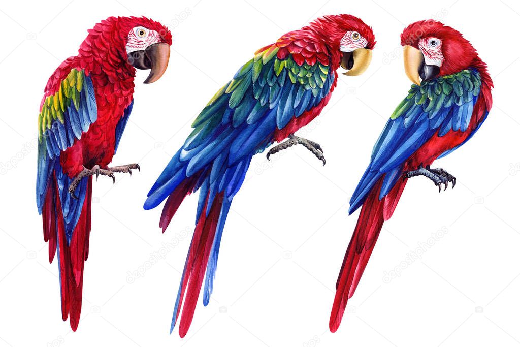 Parrots, red macaw, tropical birds, isolated white background, Hand painted watercolor illustration