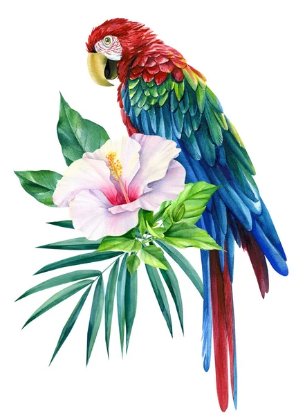 Arara de papagaio e flor tropical no fundo branco isolado, ilustração aquarela, projeto da selva — Fotografia de Stock