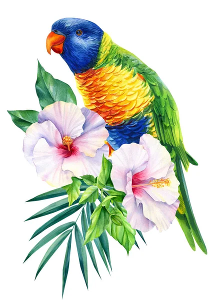 彩虹鹦鹉和热带芙蓉花在孤立的白色背景，水彩画，丛林设计 — 图库照片