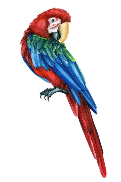 Oiseau rouge, Perroquet aras, fond blanc isolé, Aquarelle peinte à la main illustration — Photo