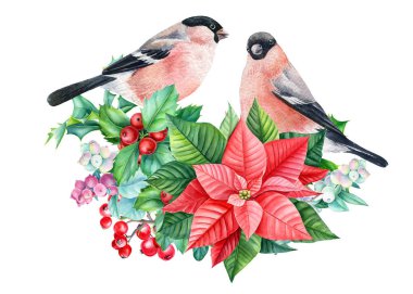Suluboya Noel kartı. Holly, noktalar ve kuşlar, el çizimi izole edilmiş beyaz arka plan