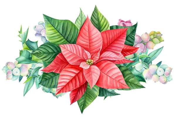 Design de inverno. Composição de Natal e Ano Novo, poinsettia, snowberry, ramos e bagas vermelhas, fundo branco. — Fotografia de Stock