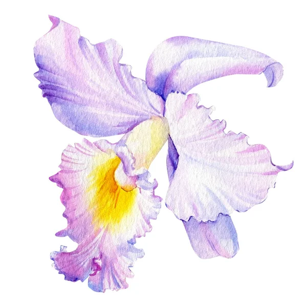 Orchidea elszigetelt fehér háttér, akvarell botanikai illusztráció. rózsaszín virág — Stock Fotó