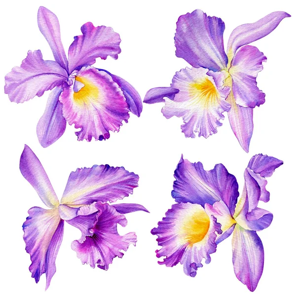 Orquídea violeta em fundo branco isolado, pintura botânica aquarela. Definir flores — Fotografia de Stock