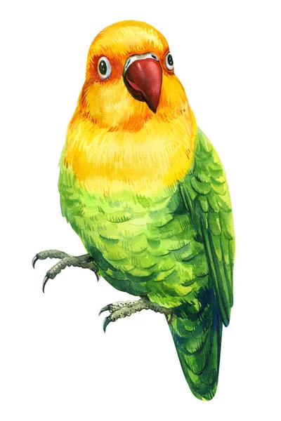 Loro, pájaro verde y amarillo sobre un fondo blanco aislado, ilustración de acuarela, dibujo a mano —  Fotos de Stock