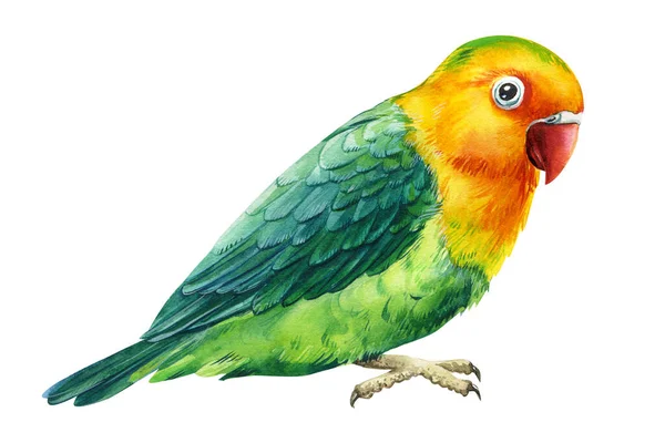 Loro, pájaro verde y amarillo sobre un fondo blanco aislado, ilustración de acuarela, dibujo a mano — Foto de Stock