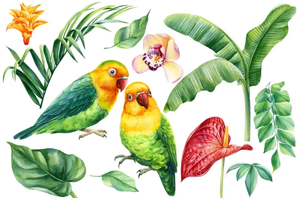 Набір акварельних елементів. Зелений папуга, орхідея, антуріум, листя тропічної пальми . — стокове фото