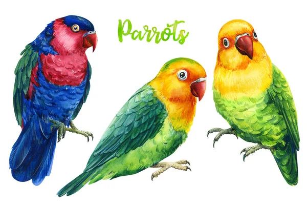 Uppsättning papegojor, fåglar på en isolerad vit bakgrund, akvarell illustration, handritning — Stockfoto